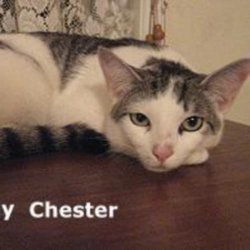 No photo for Chester