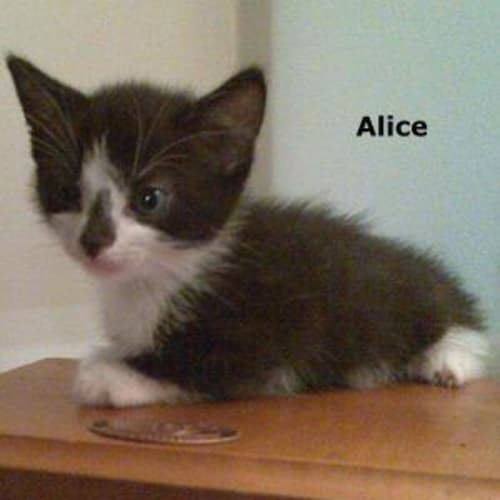 Alice