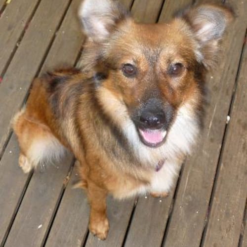 No photo for **Adoption Pending** Lassie