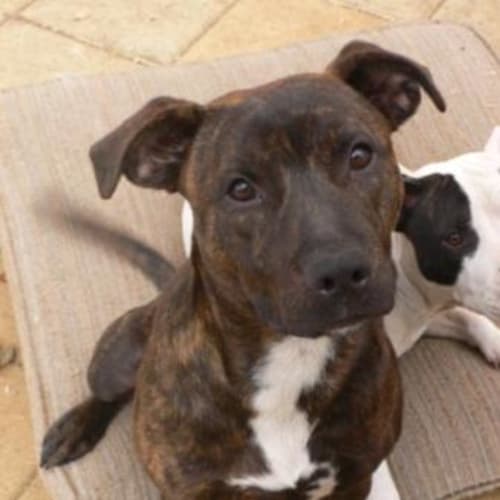 No photo for Spence (Adoption Pending)