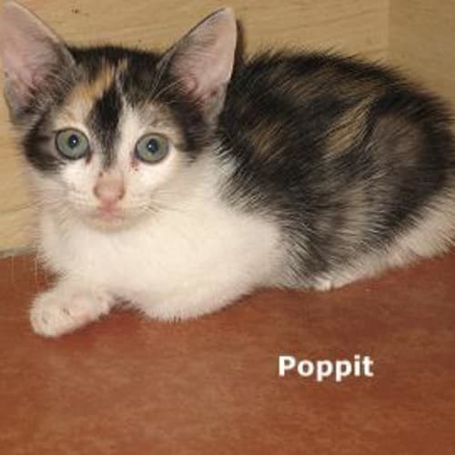 No photo for Poppit