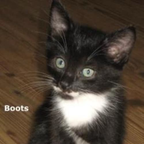 No photo for Boots