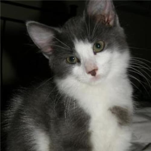 No photo for **Adoption Pending** Symmetrical