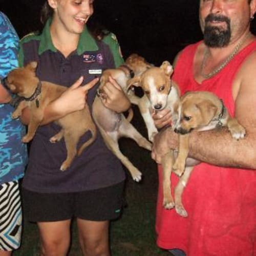 Christie's Pups