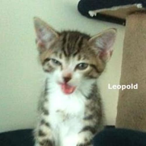 Leopold