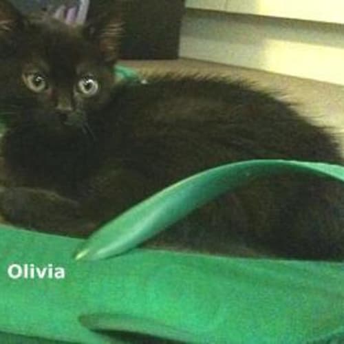 Oivia
