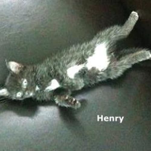 Henry