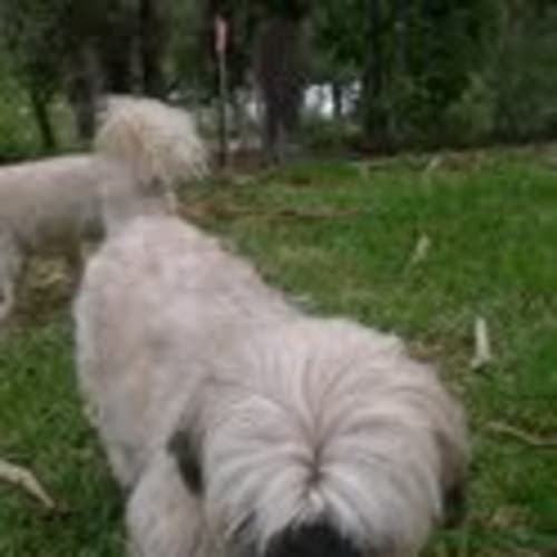 No photo for **Adoption Pending** Jack