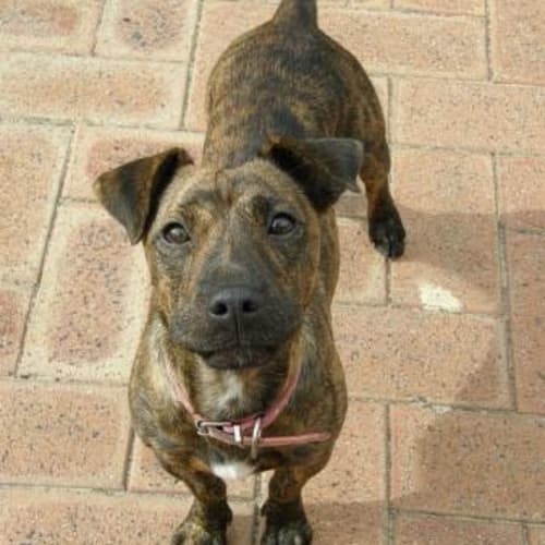 No photo for **Adoption Pending** Bessie