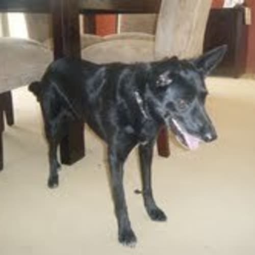 No photo for **Adoption Pending** Valarie