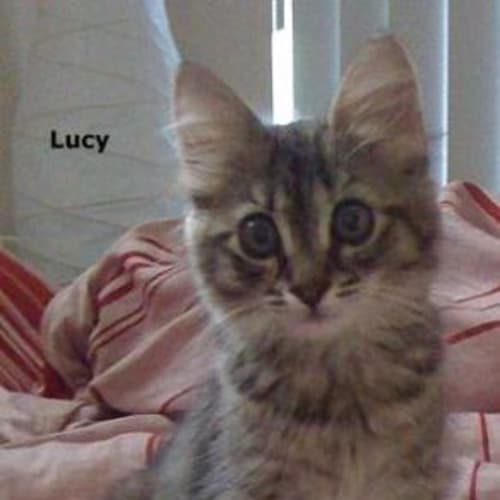 Lucy