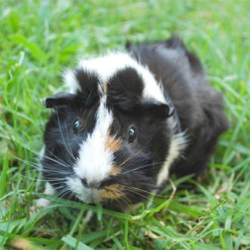 No photo for Granny Flora  On Hold