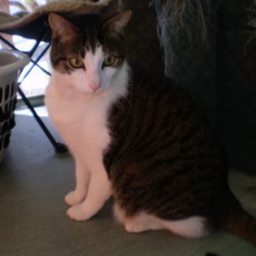 No photo for Allen **Adopted**