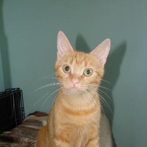 No photo for Annie*Has Gone Into A Trial Adoption 06/06/10*