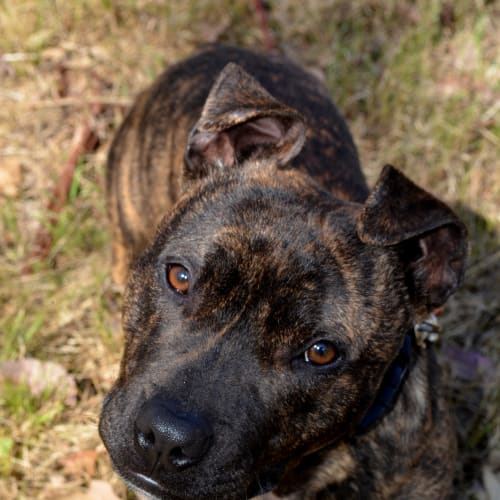 No photo for Peanut *On Hold   Adoption Pending *