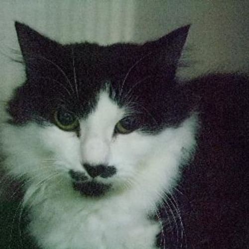 C5111 "Fluffy"