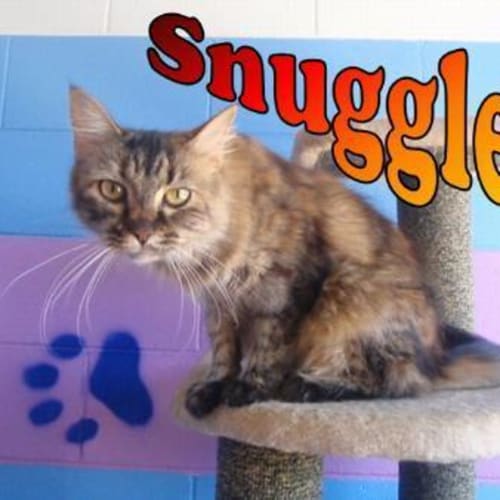 No photo for Snuggles