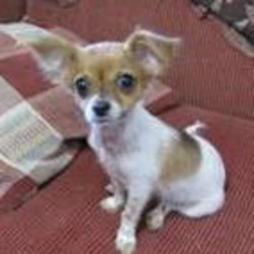 No photo for Pipi   Adopted