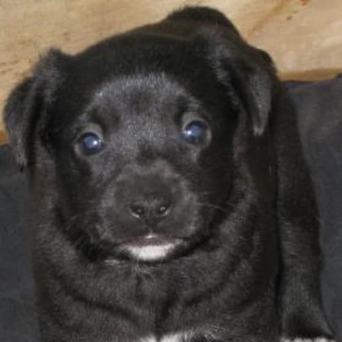 Neo I Am On Hold Adoption Pending