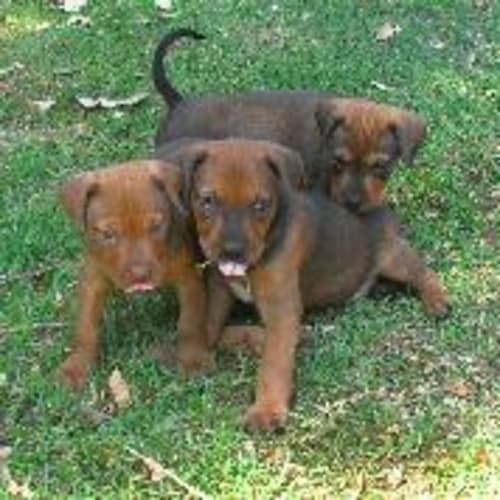 No photo for Puppies