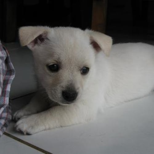 Nara - I'M On Hold Adoption Pending*