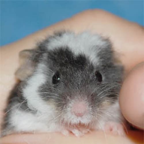 No photo for Pipsqueek