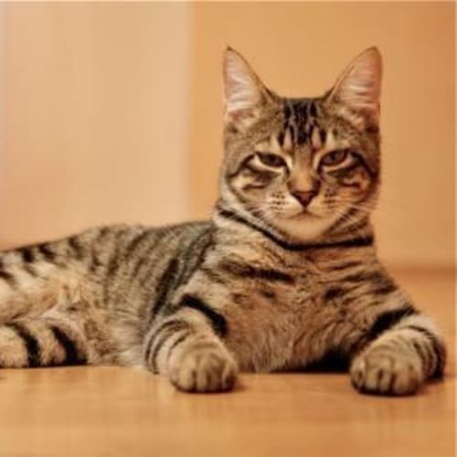 No photo for ** Adoption Pending** Benny