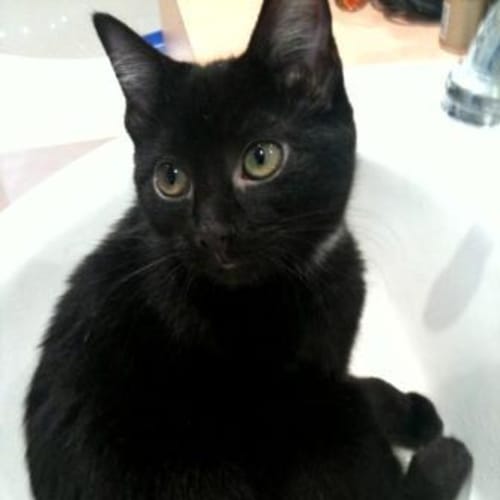 No photo for **Adoption Pending** Widget