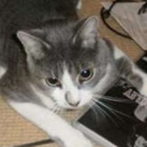 No photo for ** Miles Davis (Super Urgent Home Or Foster Carer)