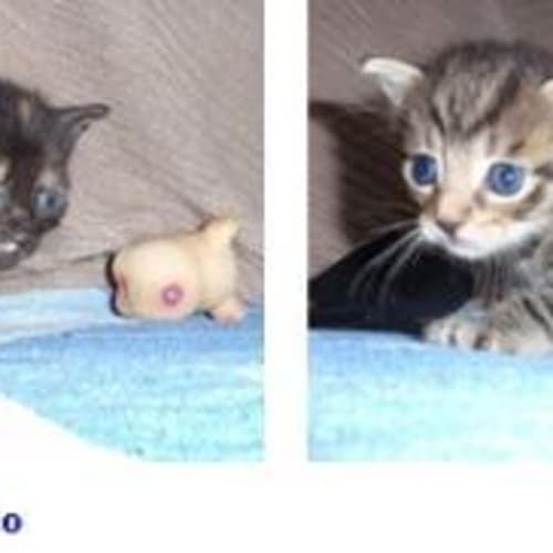 No photo for Mia Found In A Plastic Bag!