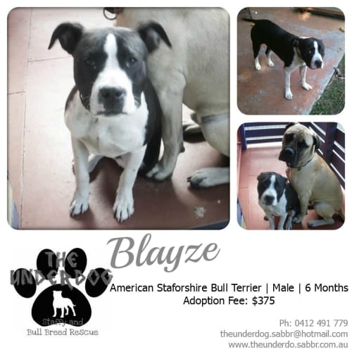 No photo for Blayze