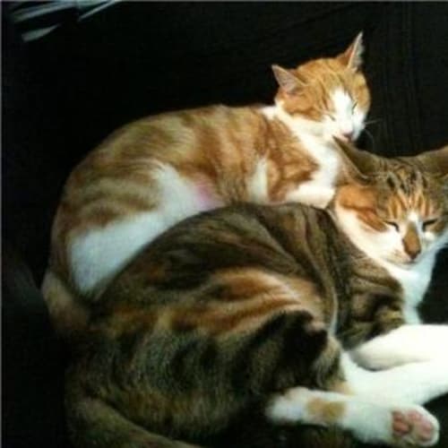 No photo for Rikkah And Eri