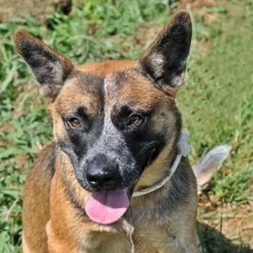 No photo for Trudy   On Hold Pending Adoption