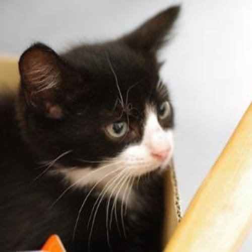 No photo for Russell