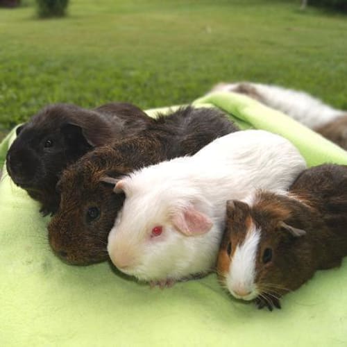 No photo for The Awesome Foursome! Harry!Barry!Larry!Pipsqueak!