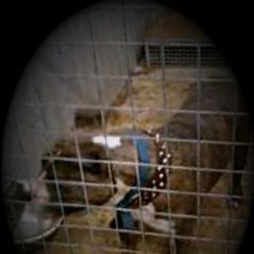 Urgent! Ducati.. On Death Row.