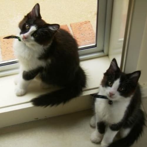 No photo for Benny & Panda