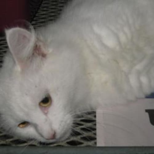 No photo for Snowy 1 Foster Carer Needed So We Can Rescue Her