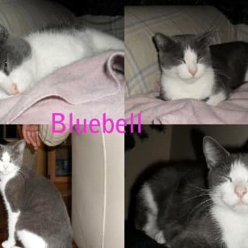 Bluebell