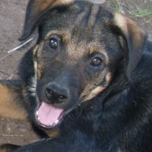 Archie