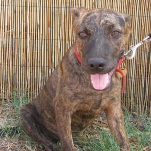 No photo for Ritzy   Adopted