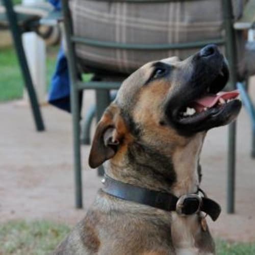 No photo for Sarge (D1558) *Adopted*