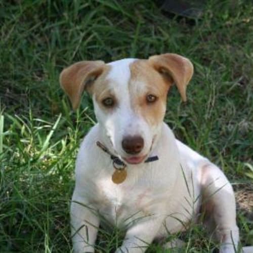 No photo for Penny Adoption Pending