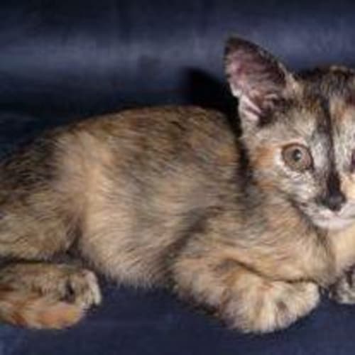 Sammy
