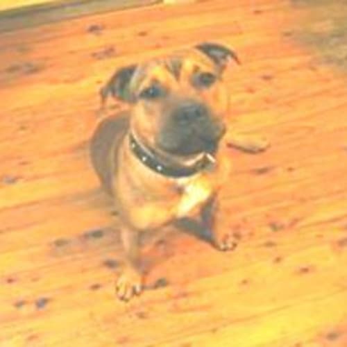 Knuckles *Foster Carer Urgently Needed *