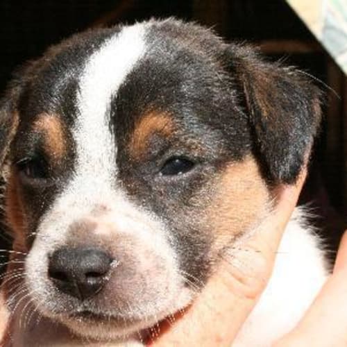 No photo for Jed/Adoption Pending