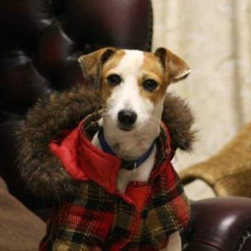 No photo for Angee/Adoption Pending