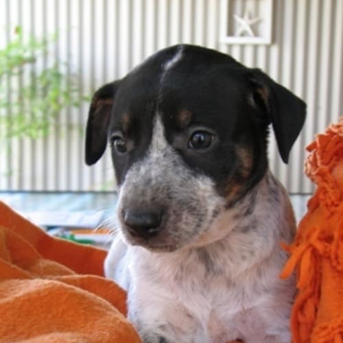 No photo for Cash   Adopted