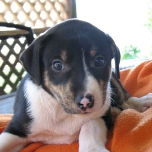 No photo for Hendrix   Adopted