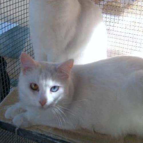 Darling & Cherie